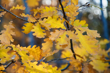 Autumn leaves close up in the forest. Autumn background.