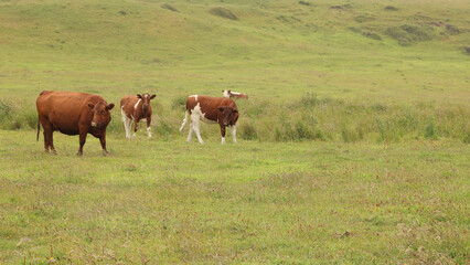 Grazing cows in the island of Chiloe, Chile
