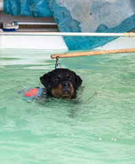 young rottweiler and hydrotherapy