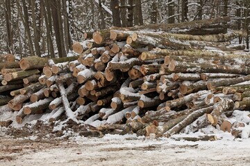 Freshly Harvested Timber from a Logging Operation Piled by the Forest in Winter