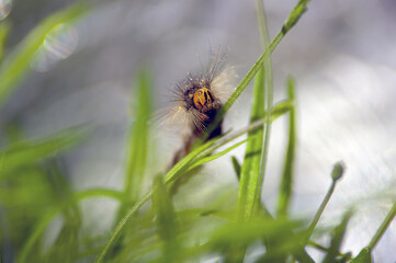 Gąsienica na rozmytym tle