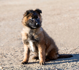 puppy Belgian Shepherd tervueren