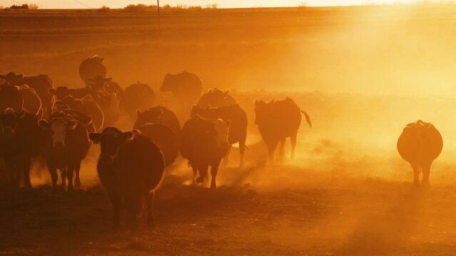 Cattle walking through dust at sunset in rural America
