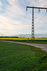 Electricity pylons over rapeseed field
