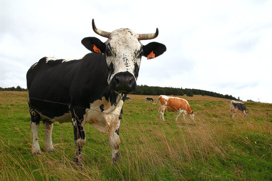 Near the Grand Ballon, a Vosgienne cow stares at the photographer with puzzlement  (Vosges mountains, Haut Rhin, Grand Est region, Alsace, France)