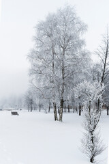 Winter park with frost and fog