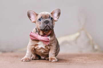 Blue red fawn French Bulldog dog puppy with pink bow tie