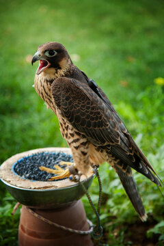 Falcon on the perch.Falco peregrinus brookei.  Male peregrine falcon on the block perch.