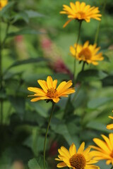 Gelber Blumenteppich