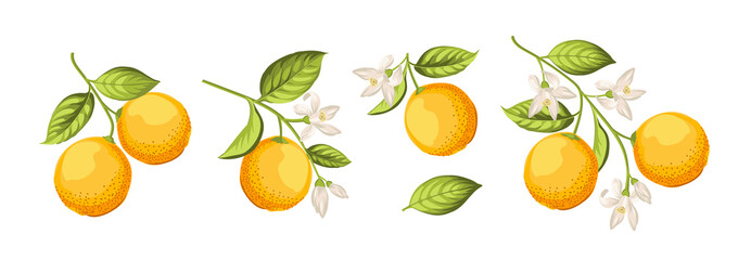Oranges on branch on white background.