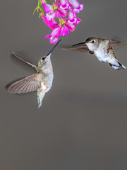 Hummingbird at flower