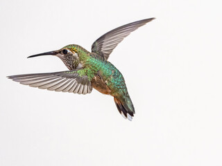 Obraz premium Hummingbird with Wings bending 