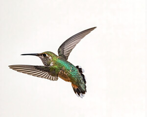 Obraz premium Hummingbird with Wings bending 