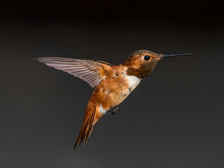 Fototapeta na wymiar Hummingbird with Wings bending 