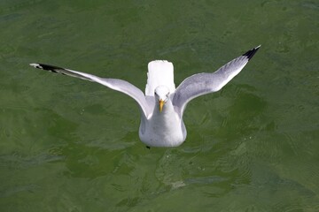 Silbermöwe über grünem Wasser