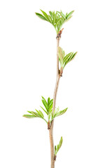 Rowan (Sorbus aucuparia) branch with emerging leaves in spring. Isolated on white background.