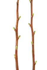 Alaska Spiraea, Beauverd's Spiraea (Spiraea beauverdiana) branches in spring. Isolated on white background.