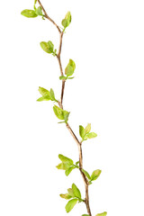 Elm-leaf spiraea (Spiraea chamaedryfolia) branch in spring. Isolated on white background.