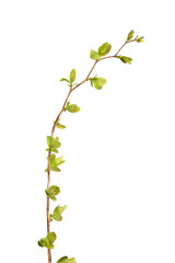 Elm-leaf spiraea (Spiraea chamaedryfolia) branch in spring. Isolated on white background.