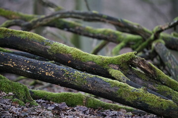 Details aus einem schönen lebendigen Wald zur winterlichen Jahreszeit und bei abendlicher Licht Stimmung