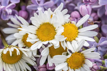 spring background with white daisy flowers. Oxeye daisy: a species of Daisy, also known as Dog, Moon, White, Marguerite, its botanical name is Leucanthemum vulgare.