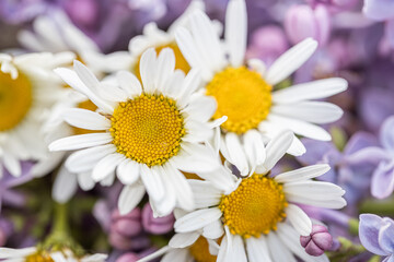 spring background with white daisy flowers. Oxeye daisy: a species of Daisy, also known as Dog, Moon, White, Marguerite, its botanical name is Leucanthemum vulgare.