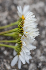 spring background with white daisy flowers. Oxeye daisy: a species of Daisy, also known as Dog, Moon, White, Marguerite, its botanical name is Leucanthemum vulgare.