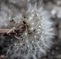 Fototapeta premium rest of a flower with seeds of a blossomed dandelion on a stalk in sunny weather in a grass, Macro photo detail