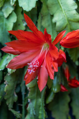 Red Rhipsalidopsis. Schlumbergera cactus, specifically Zygocactus or Thanksgiving cactus with new buds and red leaves from sun burn. Close up macro detail photo. 