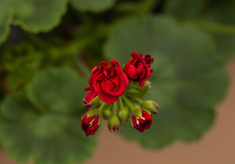 A close-up of the red pelargonia flower hat on the right side of the photo on a green background. The concept of flower growing. Floral and natural background