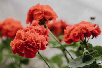 A close-up of the red pelargonia flower hat on the right side of the photo on a green background. The concept of flower growing.