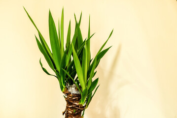 A small yucca palm tree in a against a light yellow background