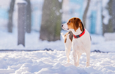 Portrait of american beagle dog walking in snow on camera in winter in park