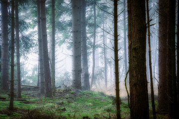 A forest full of spruce in the fog in the Netherlands