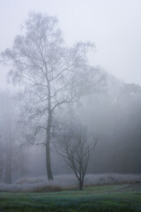A large and small tree in the fog on a grass field in the Netherlands