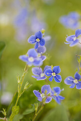 Fototapeta na wymiar Closeup on the brilliant blue flowers of germander speedwell, Veronica chamaedrys. herbaceous perennial species of flowering plant. Macro detail flower photo. 