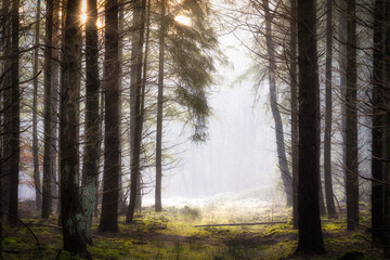 The sun shines on a path during sunrise in the Speulderbos in the Netherlands