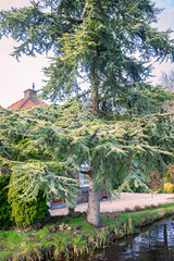 Obraz premium Golden Atlas Cedar (Cedrus atlantica 'aurea') on the waterfront in a garden. Decorative blue-green foliage that is frosted with gold on the upper surfaces.