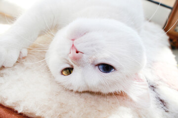 White cat with different color eyes. Turkish angora. Van cat with blue and green eye lies on bed. Adorable domestic pets, heterochromia