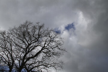arbre et ciel en hiver