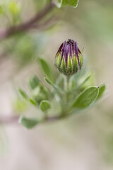 Close view of a single close bud osteospermum ecklonis head. Beautiful white petals and dark background. This flower is a genus of flowering plants belonging to the Calenduleae.