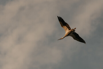 A flight of a beautiful stork in the sunset sky background in the evening.