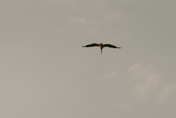 A flight of a lonely stork in the sunset sky background in the evening.