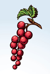 Currants on branch. Vector drawing