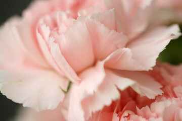 Fluffy flowers of pink fragrant carnations