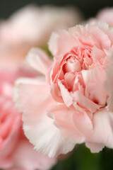 Fluffy flowers of pink fragrant carnations