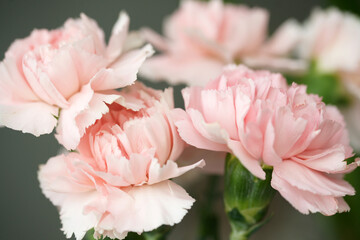 Fluffy flowers of pink fragrant carnations