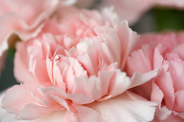Fluffy flowers of pink fragrant carnations