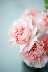 Fototapeta na wymiar Fluffy flowers of pink fragrant carnations