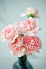 Fluffy flowers of pink fragrant carnations